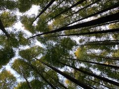 -山王坪喀斯特国家生态公园