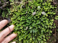 -阆辣荟餐饮(老味道8年·古城店)