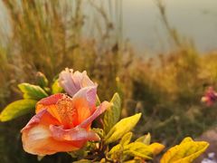 -福田红树林生态公园