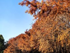 -上海海湾国家森林公园