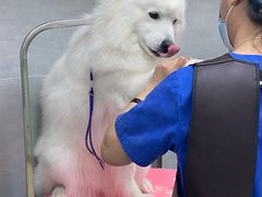 -宠福鑫康馨动物医院·骨科·眼科