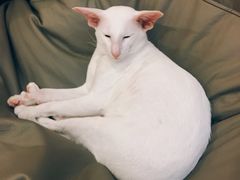 -飞行喵MR PILOT|猫舍·猫咖(静安大融城店)
