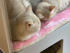 -唐小姐の私宠·宠物洗护美容·撸猫馆·购宠(周浦万达旗舰店)