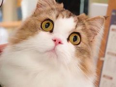 -momokira米努特·德文卷毛猫·棉花面纱犬