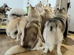 -Husky Go! 哈士奇体验馆·宠物咖啡厅狗咖