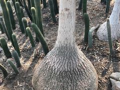 -北京植物园-展览温室