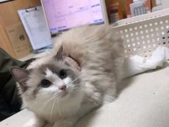 -瑞派长江宠物医院·猫科·外科·24小时夜护(谊城公寓分院)