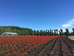 -富田农场