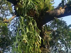 -中国科学院西双版纳热带植物园