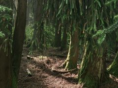 -武陵山森林公园