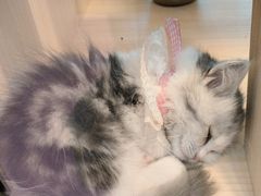 -爪爪喵星球·猫舍(前海卓越店)