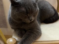 -猫咪派对(江南西店)