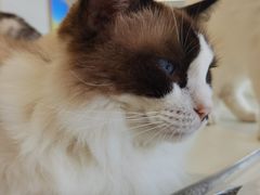 -怪兽屋·羊驼·猫咖·狗咖(俊华广场店)