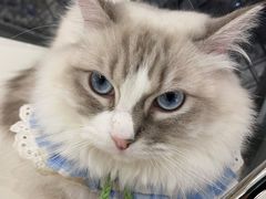 -怪兽屋·羊驼·猫咖·狗咖(俊华广场店)