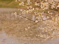 -花开海上生态园
