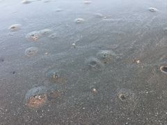 -万尾金滩