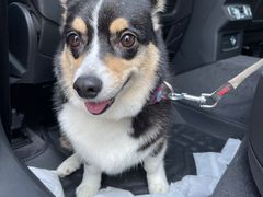 -派多格宠物·购宠(靛厂路店)