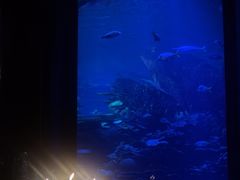 -迪拜帆船酒店海底餐厅