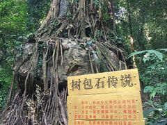 -莫里热带雨林景区