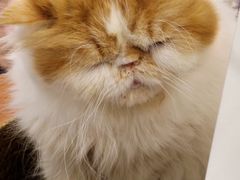 -有猫主题·治愈系猫咖(曾厝垵店)