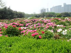 -洛阳市隋唐城遗址植物园