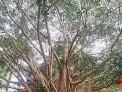 -海南热带野生动植物园