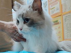 -创凡宠物医院·骨专科  猫科中心(西乡分院)