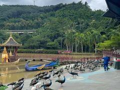 -西双版纳原始森林公园