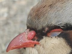 -青藏高原野生动物园
