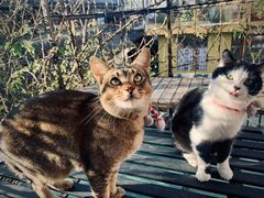 -喵屿·大理花园猫咖