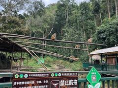 -西双版纳原始森林公园