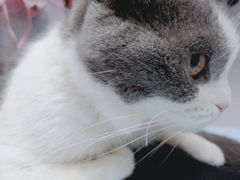 -创凡宠物医院·骨专科  猫科中心(西乡分院)