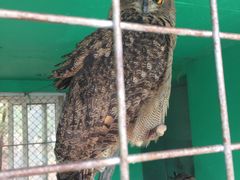 -西霞口神雕山野生动物世界