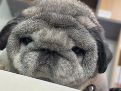 -pd派德宠物中心医院24H急重症·眼科中心·血液透析中心(嵩山北路店)