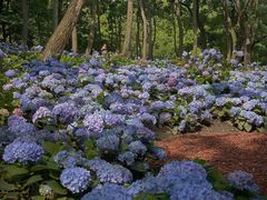 -上海共青森林公园