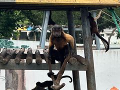 -西霞口神雕山野生动物世界