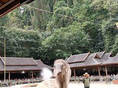 -野象谷景区