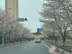 -高东镇樱花园