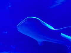 -烟台海昌鲸鲨海洋公园