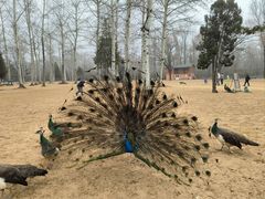 -秦皇岛野生动物园