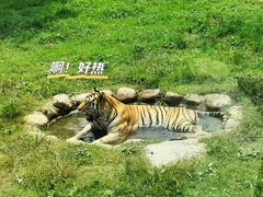 -上海野生动物园