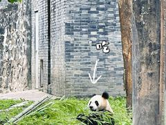 -都江堰中华大熊猫苑
