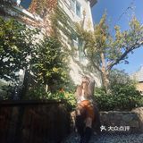 不经意的发现身边的小美好，随手拾起一片落叶