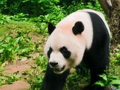 -黔灵山公园