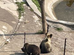-青藏高原野生动物园