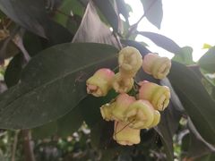 -北戴河集发农业梦想王国