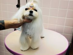 -FAELING PETS美天灵宠物(富力广场店)