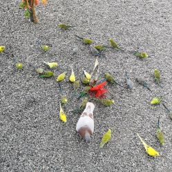 -萌宠亲子动物乐园(槐房万达店)