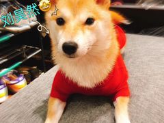 -逗柴咖啡屋·狗咖猫咖宠物桌游