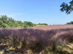 -洪湖湿地生态园